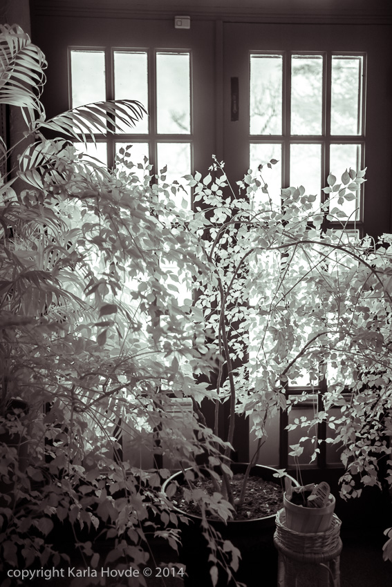 Infrared Plants in Windows © Karla Hovde 2014