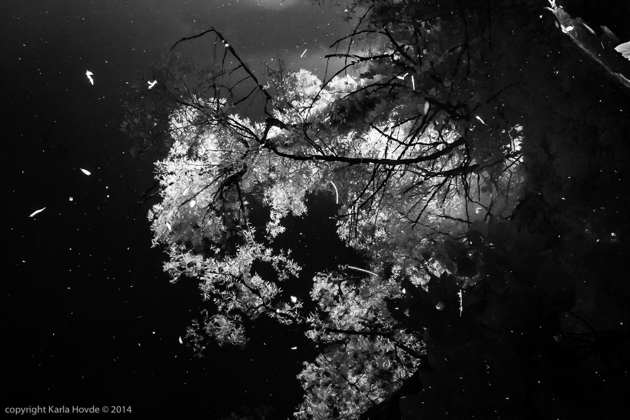 Infrared Landscape: Tree Reflection in Pond looks like a Galaxy © Karla Hovde 2014